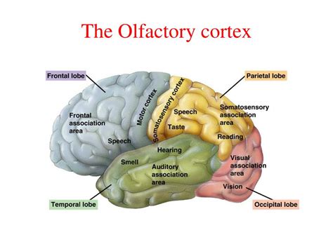 Primary olfactory cortex 